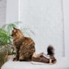 ZAPATILLA ETTA CHOCO