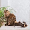 ZAPATILLA ETTA CHOCO